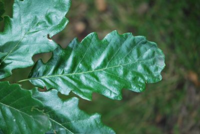 Quercus cerris - dub cer - list